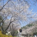 개나리길 | [4월 안성 벚꽃 명소] 안성 중앙대 벚꽃길 산책 후기 (feat.개나리)