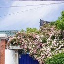 수원시 팔달구 창룡대로104번길 | 수원 장미 명소 수원 행리단길 행궁동 장미 스팟 위치 및 만개 상황