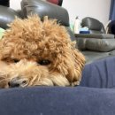 해뜨는댕 이미지