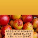 꼬마청과