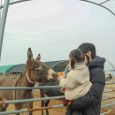 동읍376 | 경남딸기따기체험 주남농부더하기 2년째 방문후기 _ 25개월