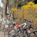 인천대공원(자전거광장) | 인천 벚꽃명소 인천대공원 텐트 돗자리 주차장 자전거 튤립 2024 벚꽃축제 실시간 후기