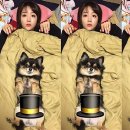 이리 이미지