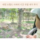 대기 | 대전 오월드 사파리 시간 주말 대기 후기