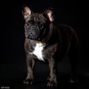 프라임킴 프렌치 불독 이미지