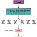 Re: 활성산소의 DNA 손상에 대한 탐구!! 이미지