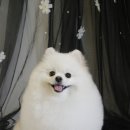 디오네 도그케어 이미지