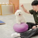 올림포스도그