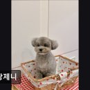 서재 흰둥이네 | (평택, 강아지, 고양이, 애견미용, 추천!) 블랑제니 애견미용 블랑제니, 스트레스 최소화