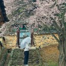 매화작은도서관 | 밀양향교 매화 실시간 개화 상태 명소 가볼만한곳 3월 꽃구경