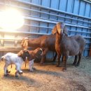 주일농장 이미지