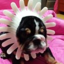 개바라기 이미지