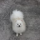 흰둥이 이미지
