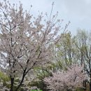 오브제-옥수수 | [울산 오보드나타] 옥수수 타르트가 미친 맛(P)