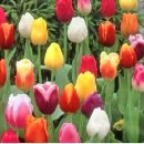 봄의기운 이미지