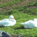 사슴자연 방목장 이미지