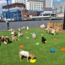 101애견유치원 이미지