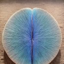 대성민물매운탕 이미지