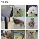 비어플독