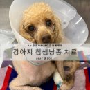 태인메디칼 | 강아지 침샘낭종 원인 비용 노견 수술후기