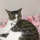 애시앙 안경원 이미지