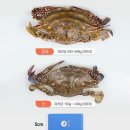 봉선장 | [간장게장추천] 밥도둑 봉선장 암꽃게장 후기