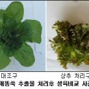 생장 이미지