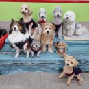 하울 애견 유치원 이미지