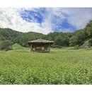 메밀꽃필무렵 이미지