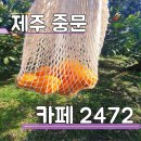 2472 | 제주 중문 오션뷰 카페 귤밭 귤따기 체험 카페 2472