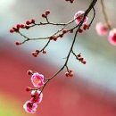 별득구 | 오늘은 청명(淸明). 내일은 한식(寒食)과 식목일(植木日).