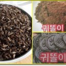 박진옥농장 Daum카페