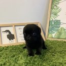 빼로(perro) 이미지