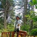 잣나무솔향기 이미지