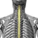 arachnoid mater(거미막) 이미지