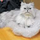 빙그루밍 이미지