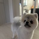 수멍발소 이미지