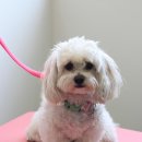 블레스펫 살롱 이미지