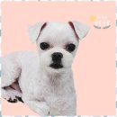 멍뭉살롱 이미지