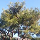 해넘이 숲속마을 이미지