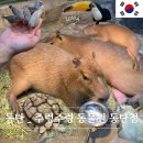 율이네놀이터 | 동탄 가볼만한곳 주렁주렁 동물원 동탄점 내돈내산 할인 주차 후기