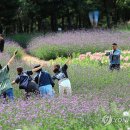 꽃향기가득한 이미지