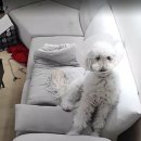 두리멍쉴 애견유치원 이미지