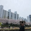 온천천일대5 | 2026 부산 온천천 벚꽃 개화 시기와 주차