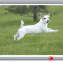 닥터훈트 이미지