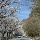 소매곡리 고속도로 아래 간이화장실 | 2026 봄꽃 여행, 하동 십리벚꽃길 실시간 개화 상황&amp;주차 꿀팁(03.28)