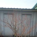 [전정] 처갓집 블루베리 전정 및 시비 완료 이미지