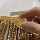 요아정, 또요아에 빠져 구매한 골든허니콤 벌집꿀 구매후기 (내돈내산)