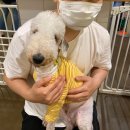 동건스애견카페 이미지