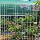 안젤라농장 이미지